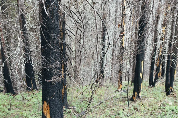 Odzyskiwania Lasu Obrażeń Ognia Wenatchee National Forest Waszyngtonie — Zdjęcie stockowe