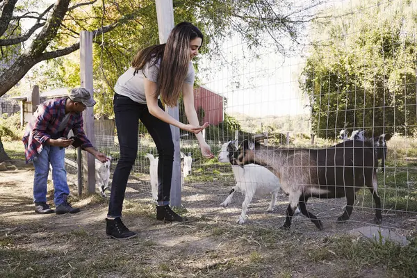 Jovem Mulher Homem Agachado Para Baixo Alimentando Cabras Através Cerca — Fotografia de Stock