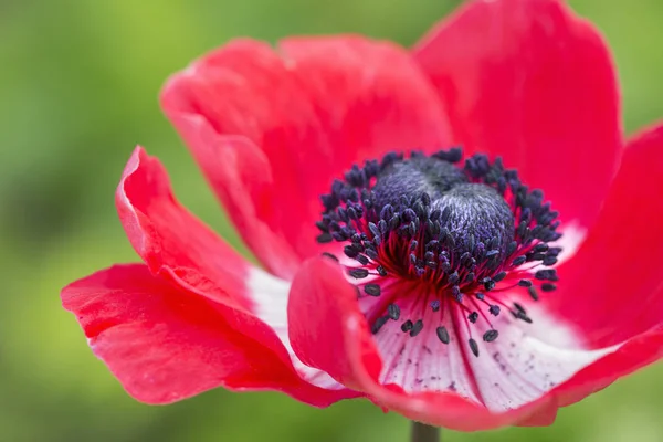 Merkezi Haşhaş Çiçek Stamens Kırmızı Yaprakları Ile — Stok fotoğraf