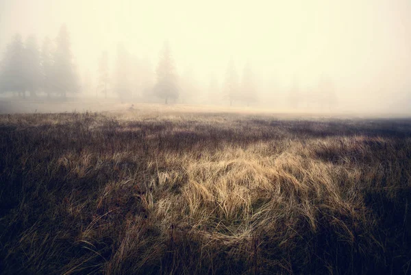 Mgła Zaciemniając Sosny Światło Słoneczne Padające Skrawku Trawy Długie — Zdjęcie stockowe
