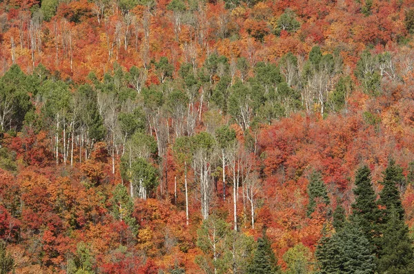 Σφένδαμνος Και Aspen Δέντρα Φθινοπωρινό Δάσος — Φωτογραφία Αρχείου