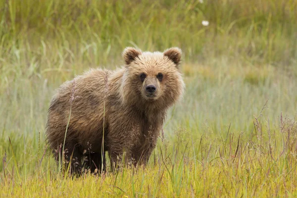 Brown Bear Cub Łące Naturalnych Użytków Zielonych — Zdjęcie stockowe