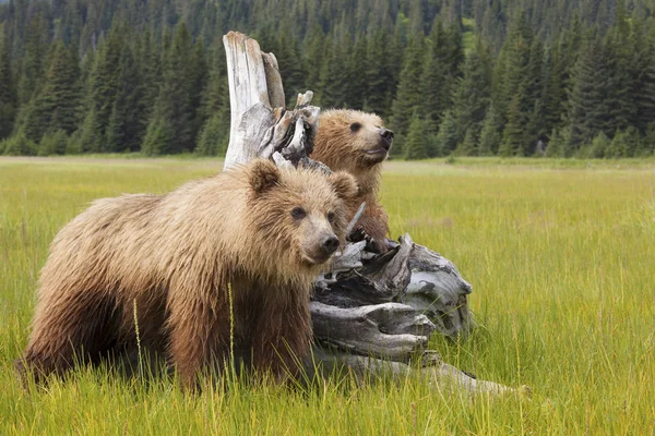 Barna Medve Cubs Réten Clark Nemzeti Park Alaska Amerikai Egyesült — Stock Fotó