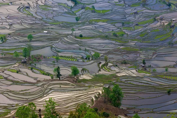 Vista Aérea Los Campos Arroz Terrazas Yuanyang China —  Fotos de Stock