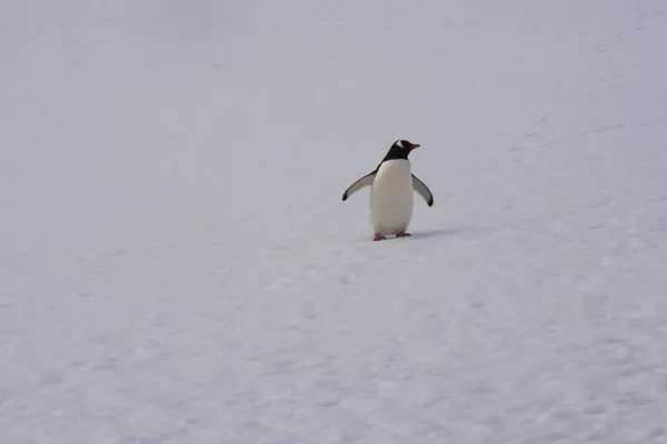Gentoo Pinguin Auf Schnee Der Antarktis — Stockfoto