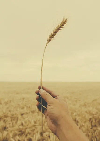 Мужчина Держит Стебель Пшеницы Поле — стоковое фото