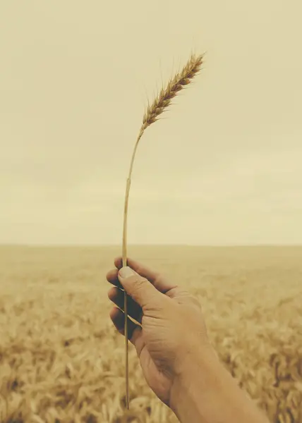 Mano Masculina Sosteniendo Tallo Trigo Contra Campo Cultivo —  Fotos de Stock