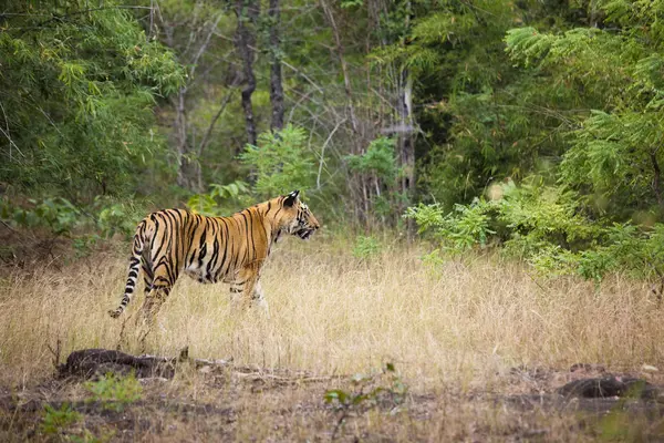Tigre Adulto Caminando Prado Forestal Parque Nacional Bandhavgarh India —  Fotos de Stock