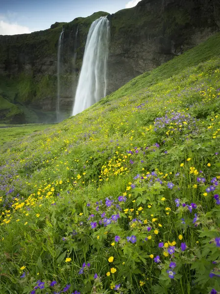 Yeşil Kır Çiçeği Çayırda Katıksız Uçuruma Şelale Çağlayan — Stok fotoğraf