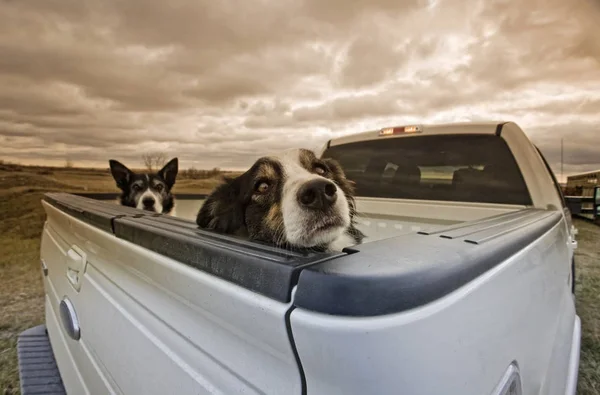 Two Dogs Peeking Back Pick Truck — Stock Photo, Image