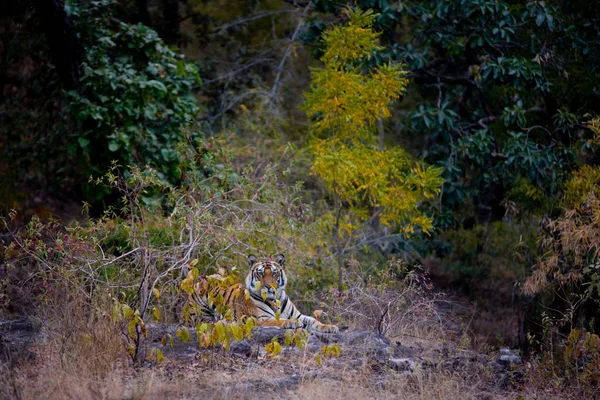 Tigre Reposant Dans Habitat Naturel Dans Parc National Bandhavgarh Inde — Photo