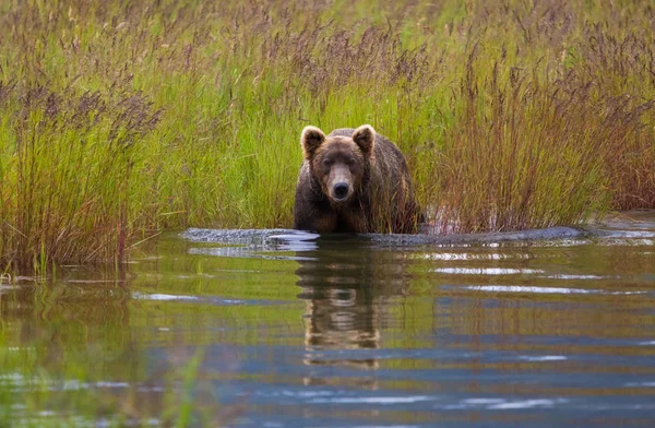 Бурий Ведмідь Озера Katmai Національний Парк Аляска Сша — стокове фото