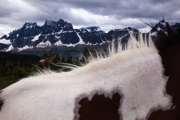 Close Peles Cavalo Selvagens Com Montanhas Parque Nacional Jasper Alberta — Fotografia de Stock