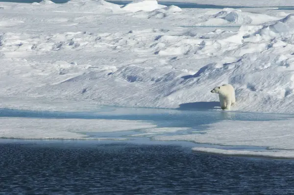 水による氷のフィールドの端に立っているシロクマ — ストック写真