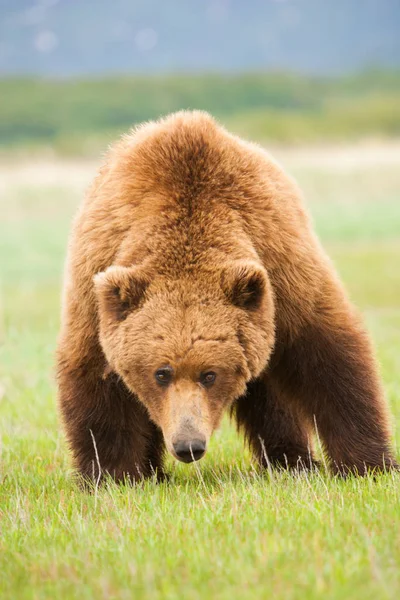 Brunbjörn Gräsmark Katmai Nationalpark Usa — Stockfoto