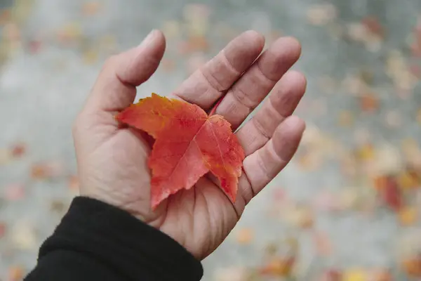 Male Hand Holding Autumnal Maple Leaf — Stock Photo, Image