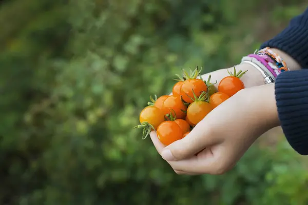 Mains Coupées Fille Tenant Des Tomates Cerises Mûres Ferme — Photo