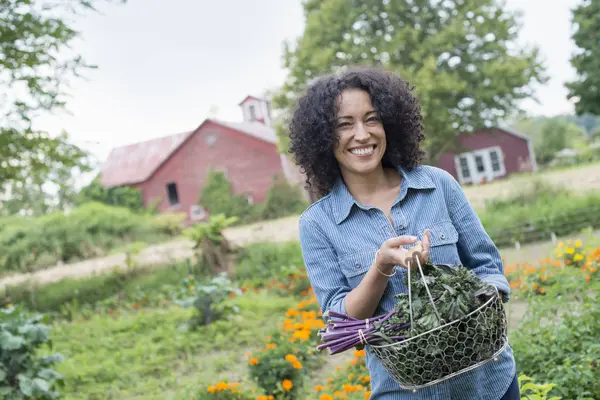 Woman Carrying Basket Freshly Harvested Curly Green Leaves Organic Farm — Stock Photo, Image