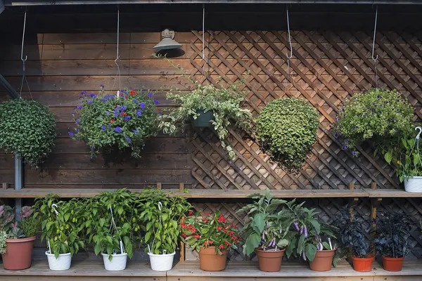 Fila Plantas Contra Pared Cobertizo Maceta Granja Orgánica — Foto de Stock