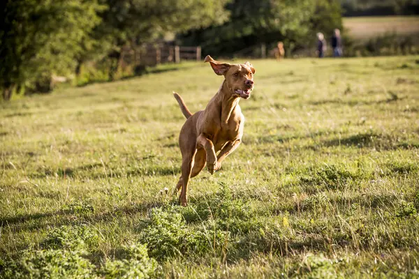 Retrato Cão Vizsla Correndo Através Prado Verde — Fotografia de Stock