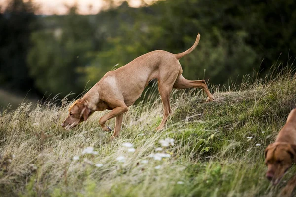 Vizsla Köpeği Kırsal Alanda Yürüyor Toprağı Kokluyor — Stok fotoğraf