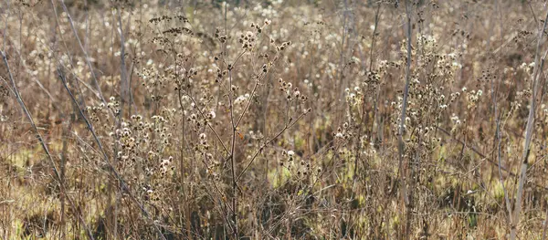 Campo Hierbas Secas Flores Silvestres — Foto de Stock