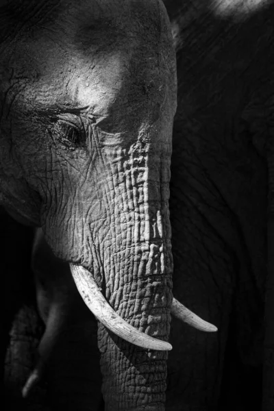 フレームの外を見て 黒と白で 象の頭 Loxodontaアフリカの側面のプロフィール — ストック写真