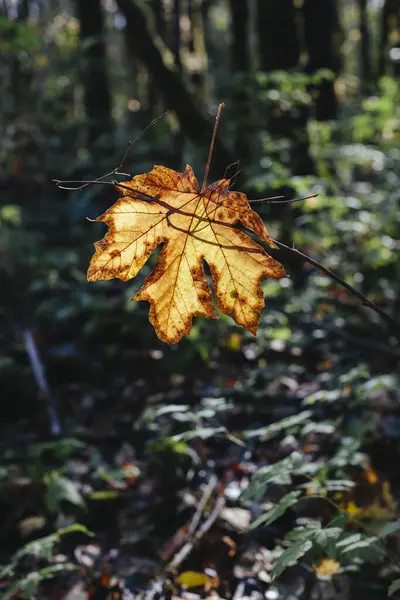 Лист Кленового Листа Acer Macrophyllum Осенью Пойманный Небольшой Ветке Деревьев — стоковое фото