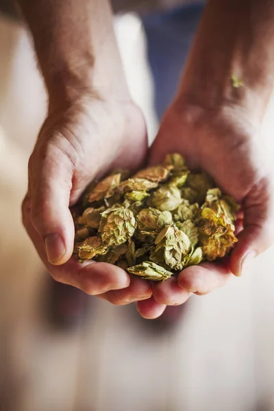 Human hands holding dried hops. — Stock Photo