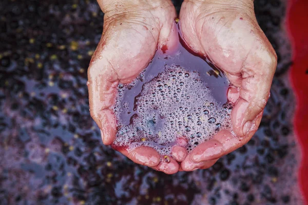 Mains en raisins rouges broyés frais — Photo de stock