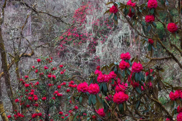 Rhododendron en fleurs dans la forêt de la vallée de Paro, Bhoutan . — Photo de stock