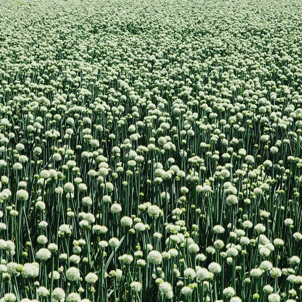Field of crops of blooming Walla Walla sweet onions, full frame — Stock Photo
