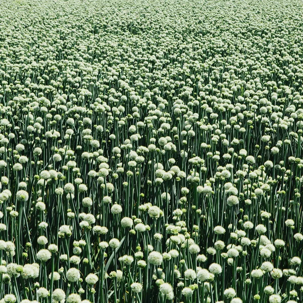 Campo de cultivos de la floración Walla Walla cebollas dulces, marco completo — Stock Photo