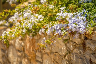 Taş bir duvarda çiçekler