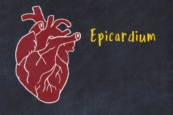 Concept van het leren van cardiovasculair systeem. Krijttekening van menselijk hart en inscriptie Epicardium — Stockfoto