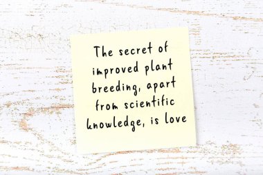 Ahşap duvardaki yapışkan notta bilgece bir alıntı 