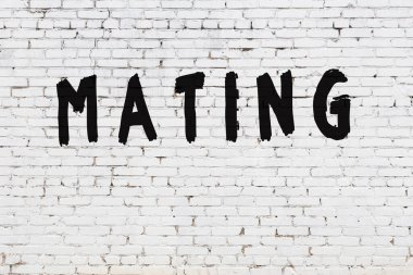 Beyaz tuğla duvarda kelime çiftleşmesi