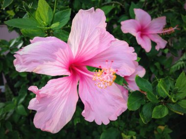 Güzel pembe shoeflowers