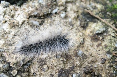 Sevimli tırtıl veya solucan