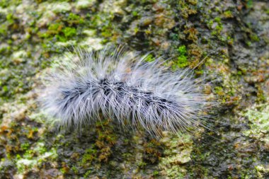 Sevimli tırtıl veya solucan