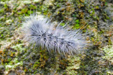 Sevimli tırtıl veya solucan