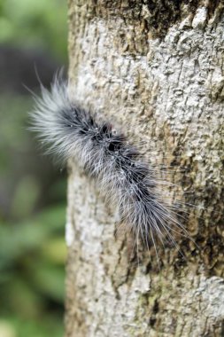 Sevimli tırtıl (solucan)