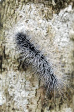 Sevimli tırtıl (solucan) 