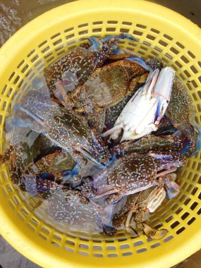 Sarı sepeti taze çiğ yengeçler 