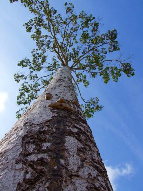 Mavi gökyüzündeki ağaç 