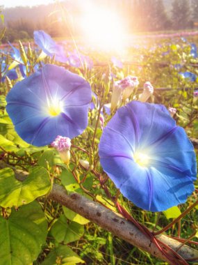 Blue morning glory flowers with flare light clipart