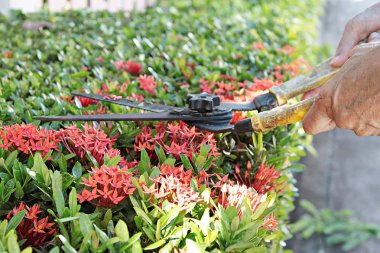 Hands with garden shears cutting a hedge in garden clipart