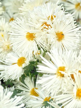 Güzel beyaz çiçek arka plan