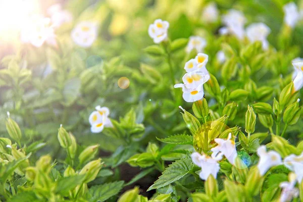 Beau fond de fleur blanche — Photo