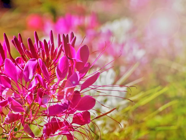 Beautiful pink flower in the garden with light flare